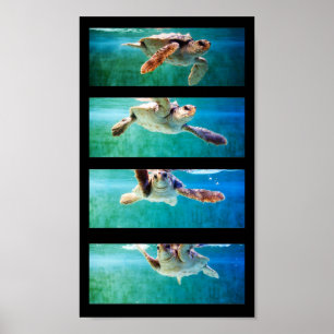 Plakat für die Holzschildkröte