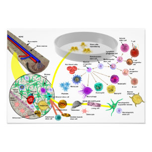 Plakat für hämatopoetische Stammzellen Fotodruck