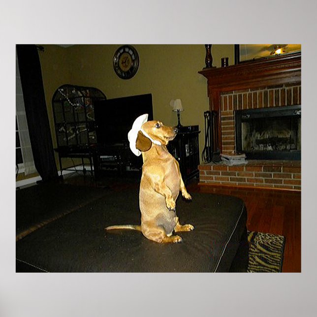 Plakat für Hübsche Dackel (Vorne)