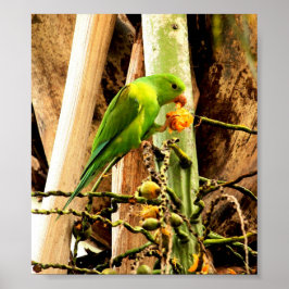 PLAKAT GRÜNER WELLENSITTICH 8