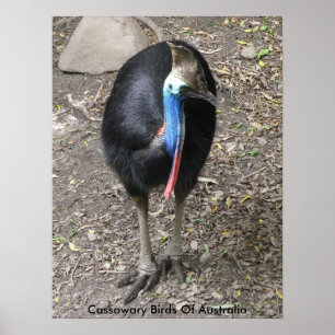 Plakat Kasuar Vögel Australiens
