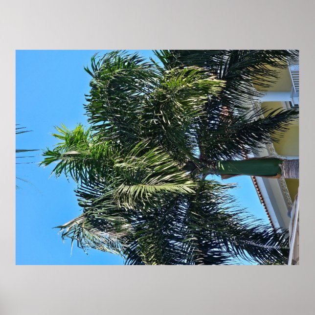 Plakat mit Palme (Vorne)