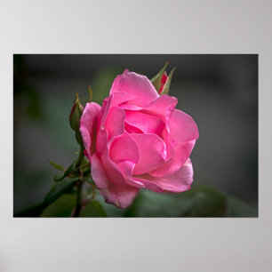 Plakat mit rosa Rose und Knospen Fotografie