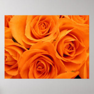 Plakat, orange Rosen Poster