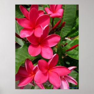 Plakat - rosa Plumerias