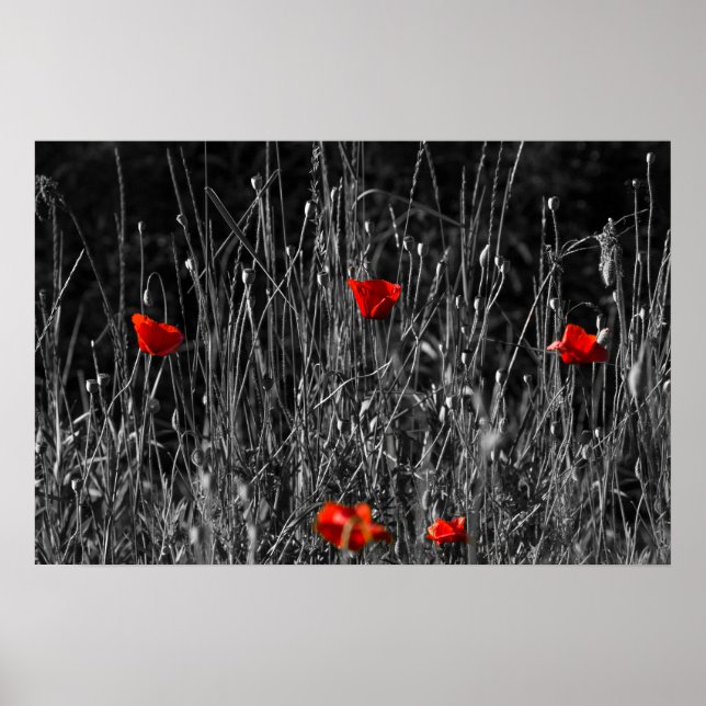 Plakat - Rote Einsamkeit Mohn (Vorne)
