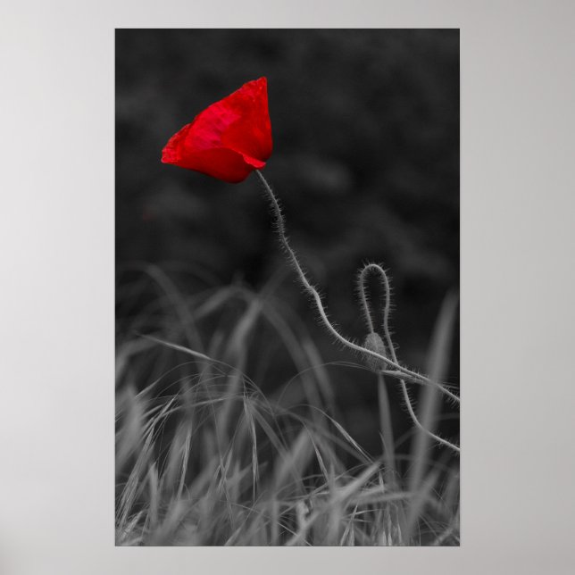 Plakat Rote Mohnblume (Vorne)