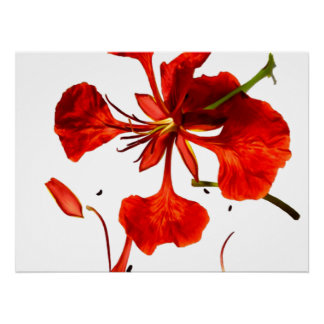 Plakat Royal Poinciana Poster