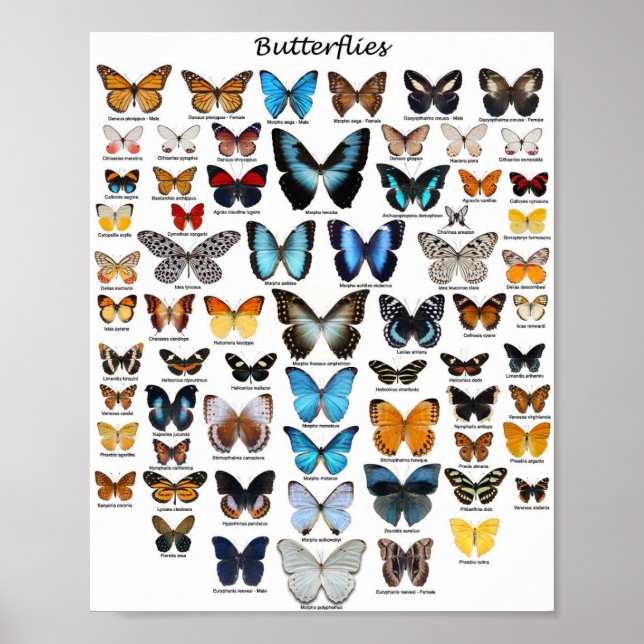 Plakat - Schmetterlingssammlung (Vorne)