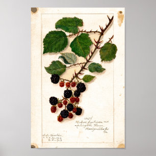 Plakat - Vintage Brombeeren