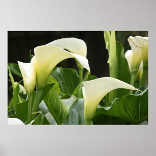 Plakat, WEISSER CALLA LILIES_ Horiz # 1 Poster