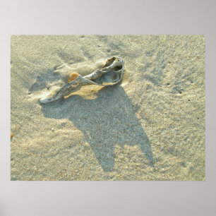 Plakat wellengespülte Muschel