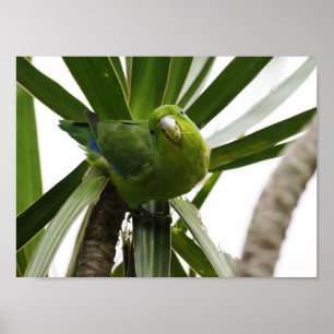 PLAKAT WELLENSITTICH TUIM 2