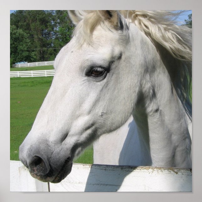 Plakatwerbung für das Weiße Pferd Poster (Vorne)