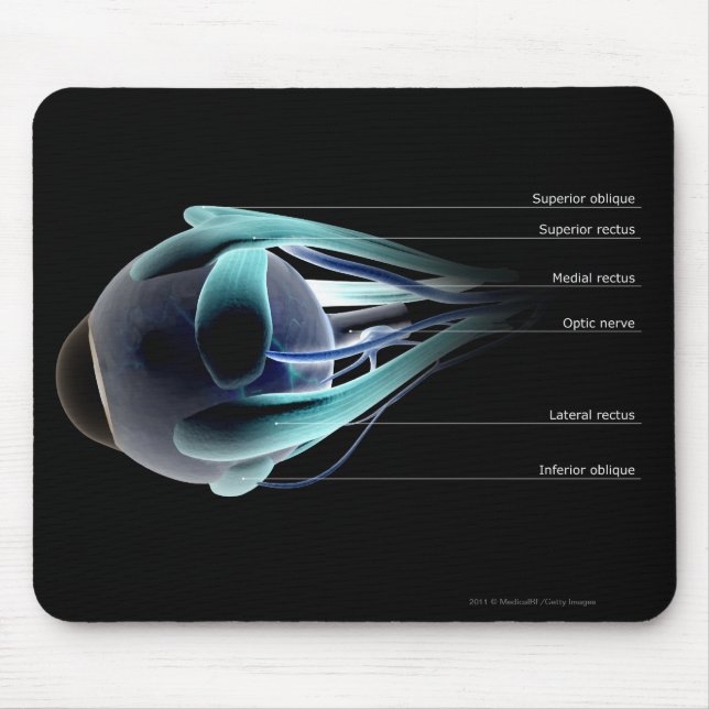 Plan aller Muskeln im menschlichen Auge Mousepad (Vorne)