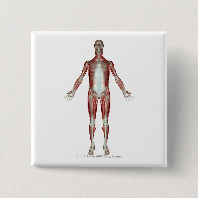 Plan aller Muskeln im menschlichen Körper Button (Vorderseite)