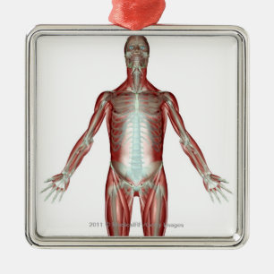 Plan aller Muskeln im menschlichen Körper Silbernes Ornament
