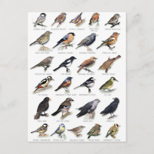 Planche oiseaux des jardins postkarte