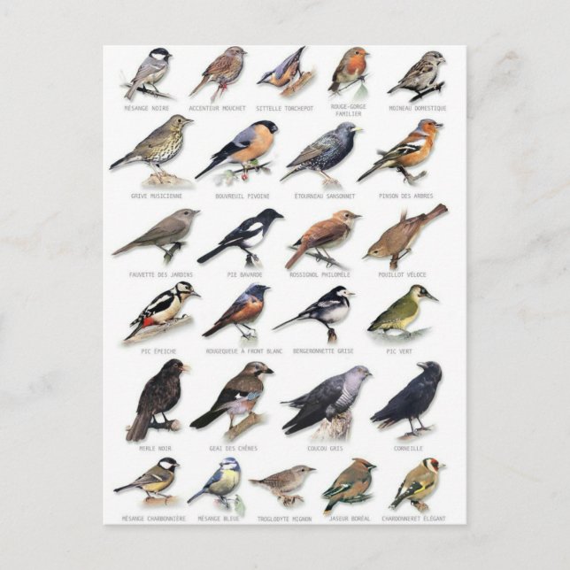 Planche oiseaux des jardins postkarte (Vorderseite)
