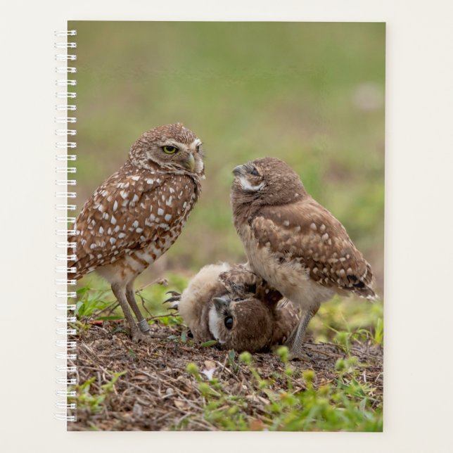 Planer für Burrowing Owls 2024 (Vorderseite)