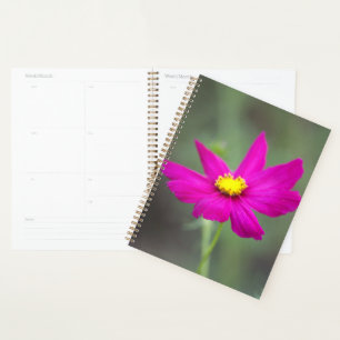 Planer mit rosa Blumen