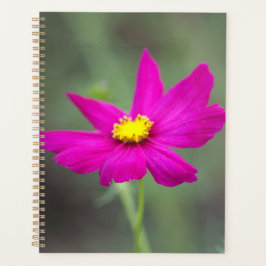 Planer mit rosa Blumen