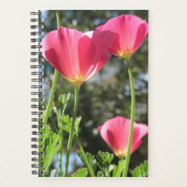 Planer Tamalpais mit rosa Blume