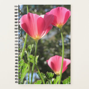 Planer Tamalpais mit rosa Blume