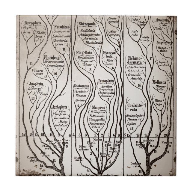 Plantae Protista Animalia Fliese (Vorderseite)