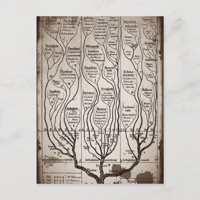 Plantae Protista Animalia Postkarte (Vorderseite)