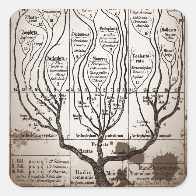 Plantae Protista Animalia Quadratischer Aufkleber (Vorderseite)