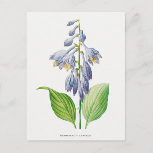 Plantain Lily Hosta Blume Botanisch Vintag Postkarte