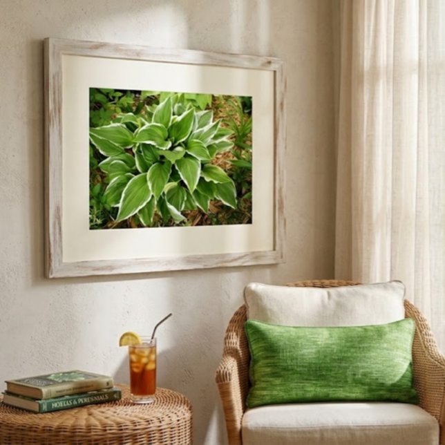 Plantain Lily Hosta Pflanze Blätter Poster (Von Creator hochgeladen)