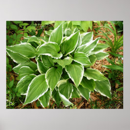 Plantain Lily Hosta Pflanze Blätter Poster