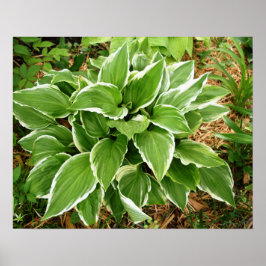 Plantain Lily Hosta Pflanze Blätter Poster