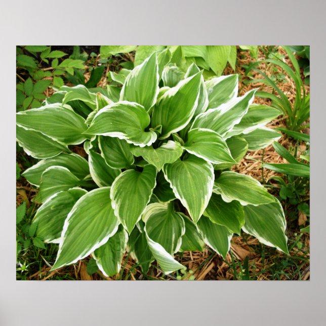 Plantain Lily Hosta Pflanze Blätter Poster (Vorne)