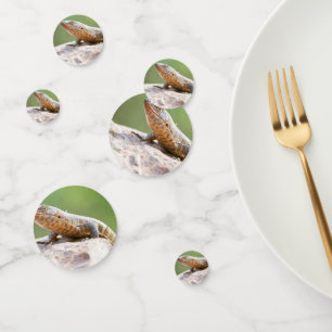 Plantapitze Konfetti