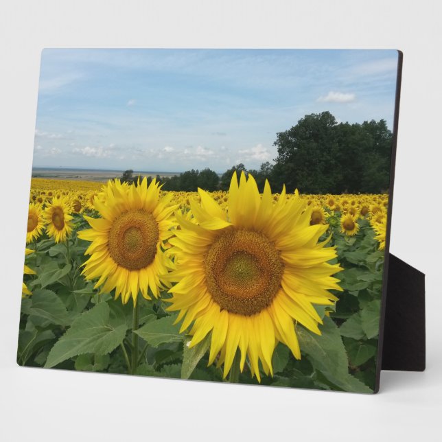 Plaque mit Sonnenblume Fotoplatte (Seite)