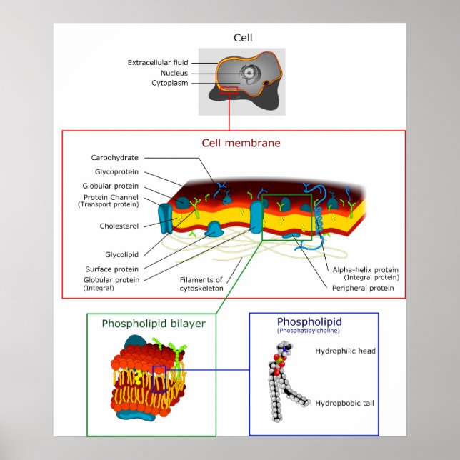 Plasma-Membran Plasmalemma-Diagramm Poster (Vorne)