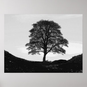 Platane-Gapplakat/-druck Poster