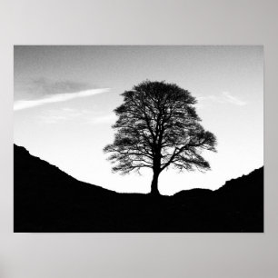 Platane-Gapplakat/-druck Poster