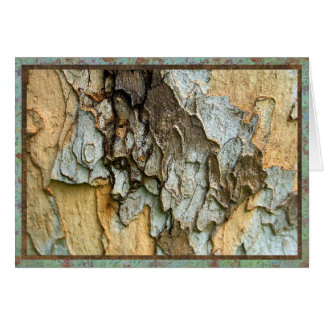 Platanebaumbarken-Foto