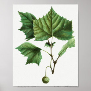 Platanus occidentalis (Platanus occidentalis) aus  Poster