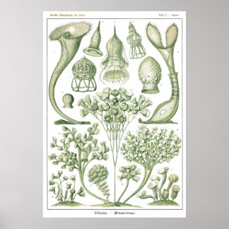 Plate 03 Ciliata. Poster