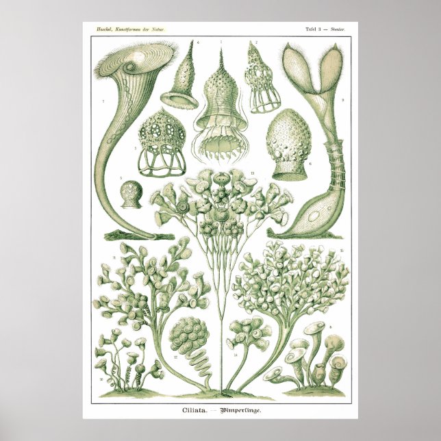 Plate 03 Ciliata. Poster (Vorne)