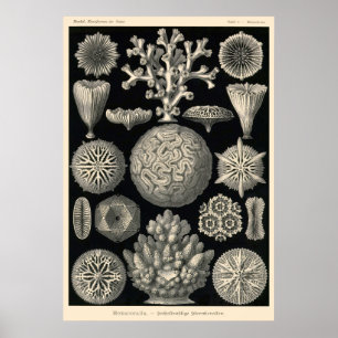 Plate 09 Hexoralla Poster