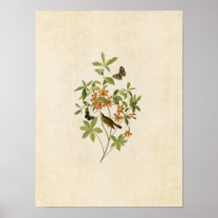 Plate 198   Warbler mit braunem Wurm Poster