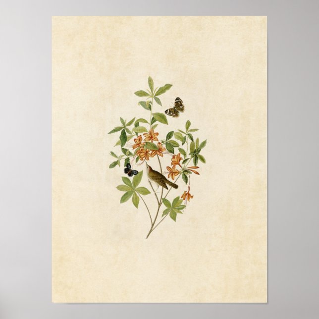 Plate 198 | Warbler mit braunem Wurm Poster (Vorne)