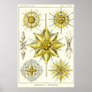 Plate 21 Acanthometra Poster
