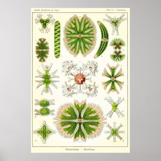 Plate 24 Desmdiea Poster (Vorne)